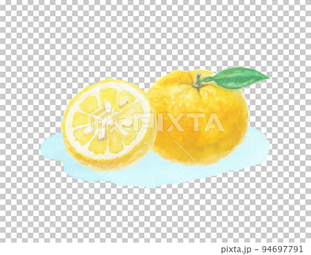 Yuzu illustration drawn with watercolors Yuzu illustration drawn with watercolors 94697791