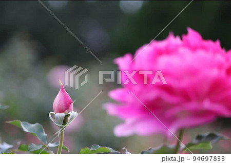 満開のバラの横でこれから開こうとするピンクの蕾 94697833