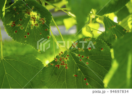 Lime nail gall caused by red nail gall mite Eriophyes tiliae on the leaves of common lime. 94697834
