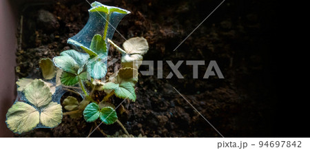 Red spider mite on strawberry Red spider mite on strawberry 94697842