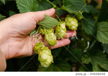 Farming and agriculture concept. Woman farm worker hand picking green fresh ripe organic hop cones for making beer and bread. Fresh hops for brewing production. Hop plant growing in garden or farm Farming and agriculture concept. Woman farm worker hand picking green fresh ripe organic hop cones for making beer and bread. Fresh hops for brewing production. Hop plant growing in garden or farm 94698046