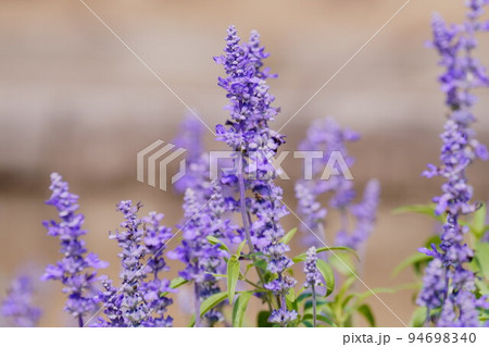 サルビア　花壇　花　紫　横構図　01 94698340