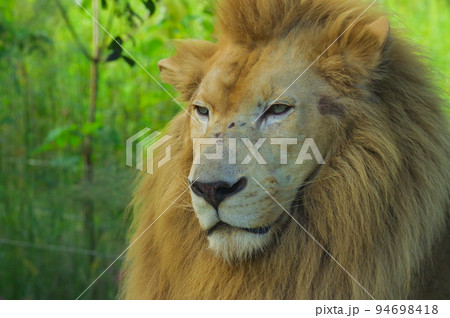 雄ライオン 雄ライオン 94698418