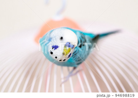 【ペット】カゴの上で首を傾げるセキセイインコ 【ペット】カゴの上で首を傾げるセキセイインコ 94698819