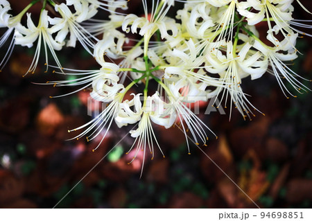 白彼岸花 94698851