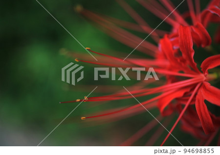彼岸花を上からアップで 94698855