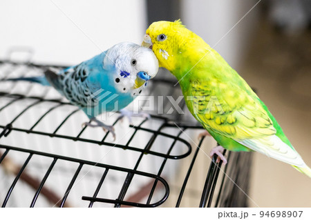 【ペット】羽繕いをしてあげるセキセイインコ 94698907