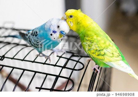 【ペット】羽繕いをしてあげるセキセイインコ 94698908