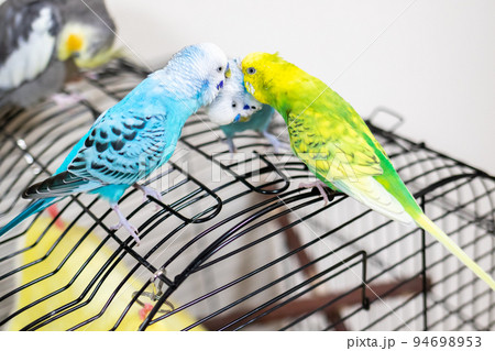 【ペット】羽繕いをしてあげるセキセイインコ 【ペット】羽繕いをしてあげるセキセイインコ 94698953