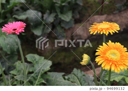 gerbera flower farm for harvest gerbera flower farm for harvest 94699132