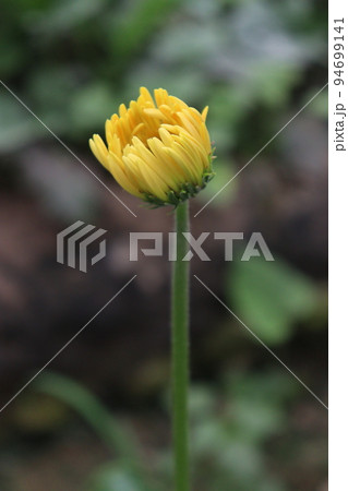 gerbera flower farm for harvest gerbera flower farm for harvest 94699141