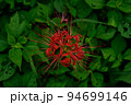 赤と緑の組み合わせ　彼岸花と葉っぱ 94699146