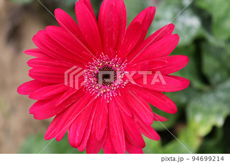 gerbera flower farm for harvest 94699214
