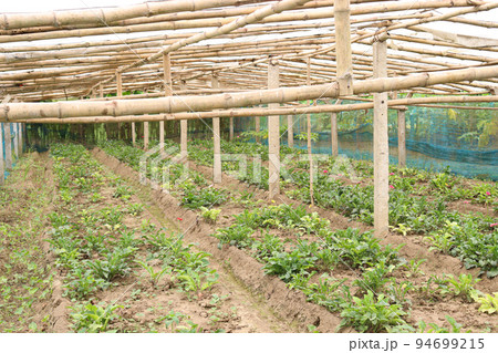 gerbera flower farm for harvest 94699215