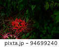 紅色の花　ヒガンバナ 94699240