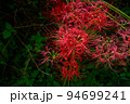 紅色の花　ヒガンバナ 94699241