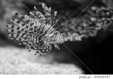 水中を泳ぐミノカサゴ 94699597