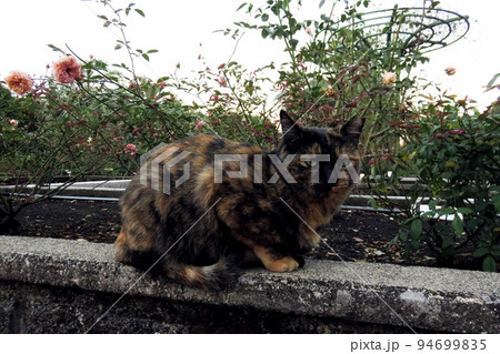 野良猫 野良猫 94699835