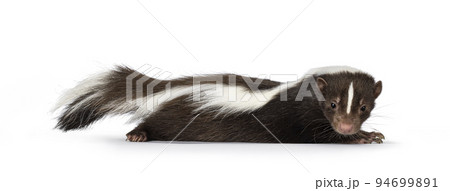Skunk on white background 94699891