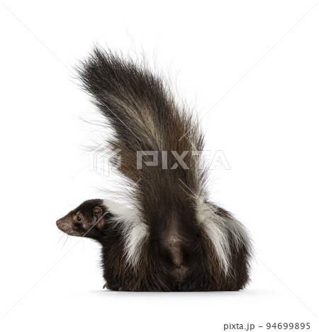 Skunk on white background 94699895