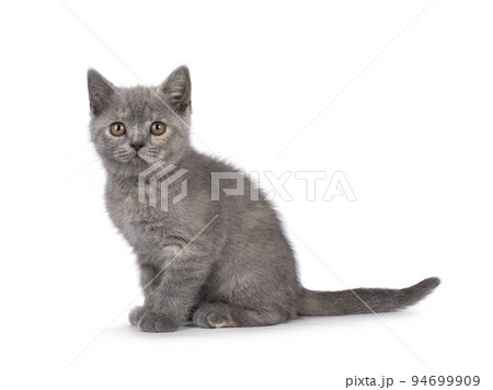 British Shorthair cat on white background 94699909