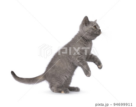 British Shorthair cat on white background British Shorthair cat on white background 94699911