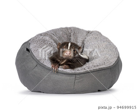 Brown skunk on white background 94699915