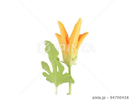 Open bud of a flowering zucchini flower and a green leaf. Open bud of a flowering zucchini flower and a green leaf. 94700438