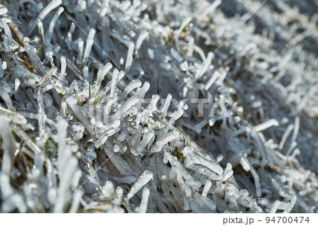 Grass blades in frost Grass blades in frost 94700474