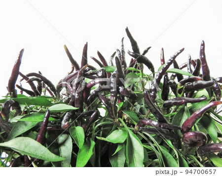 観賞用トウガラシ　ハロウィンブラック 94700657