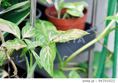 Tricolor Nephthytis,Syngonium podophyllum or ARACEAE or Syngonium  or pink leaf 94701022