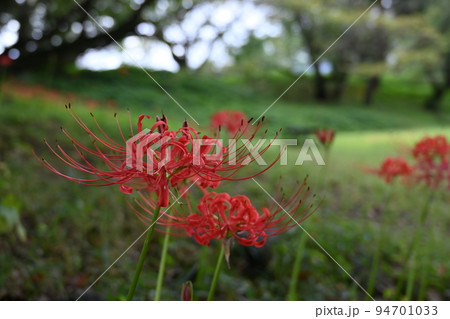 ヒガンバナ(彼岸花)の初秋の花 ヒガンバナ(彼岸花)の初秋の花 94701033