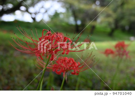 ヒガンバナ（彼岸花）の初秋の花 94701040