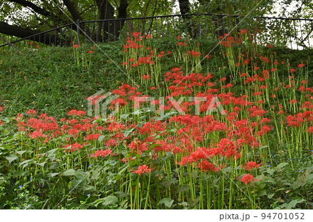 ヒガンバナ(彼岸花)の初秋の花 ヒガンバナ(彼岸花)の初秋の花 94701052