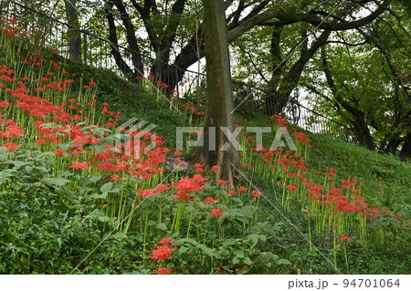 ヒガンバナ(彼岸花)の初秋の花 ヒガンバナ(彼岸花)の初秋の花 94701064