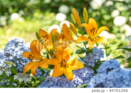可睡ゆりの園（静岡袋井市／花：ユリ、アジサイ） 94701268