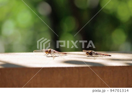 北海道・トンボ(アキアカネ) 94701314