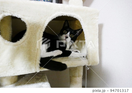キャットタワーの中で驚き顔をする猫 94701317