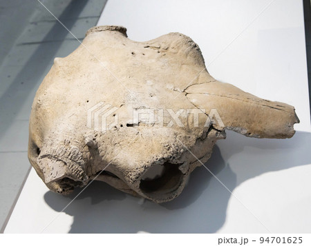 Large bison skull found during excavations Large bison skull found during excavations 94701625