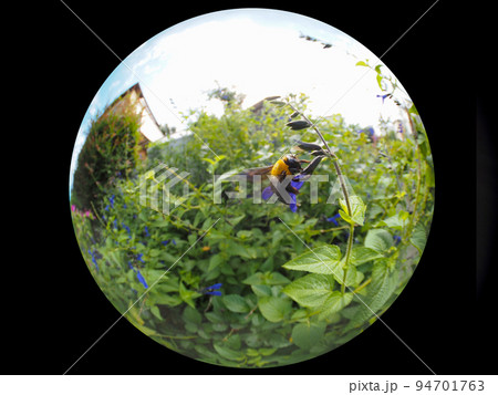 クマバチ クマバチ 94701763