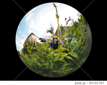 クマバチ 94701767