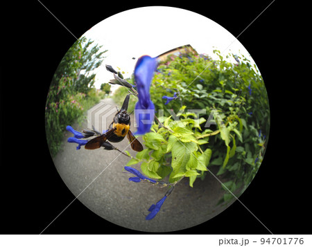 クマバチ クマバチ 94701776