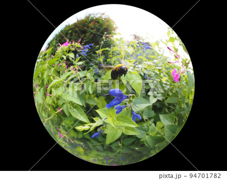 クマバチ クマバチ 94701782