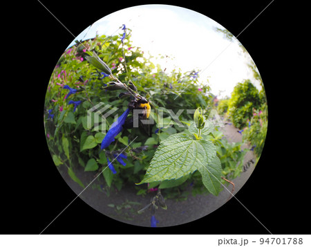 クマバチ クマバチ 94701788