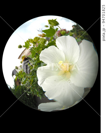 クマバチ 94701825