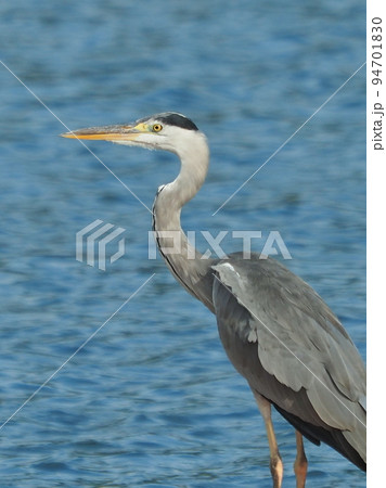 アオサギ(Ardea cinerea) 94701830