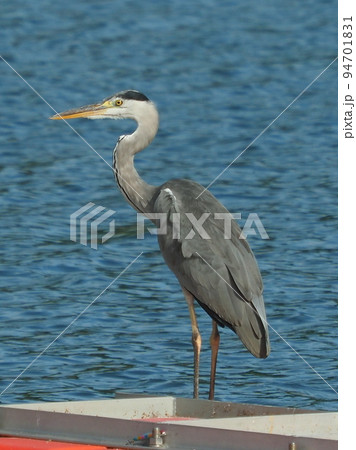 アオサギ(Ardea cinerea) アオサギ(Ardea cinerea) 94701831
