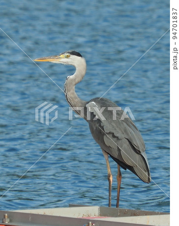 アオサギ(Ardea cinerea) アオサギ(Ardea cinerea) 94701837