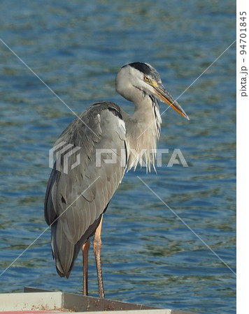 アオサギ(Ardea cinerea) 94701845