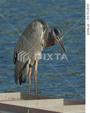 アオサギ(Ardea cinerea) 94701849